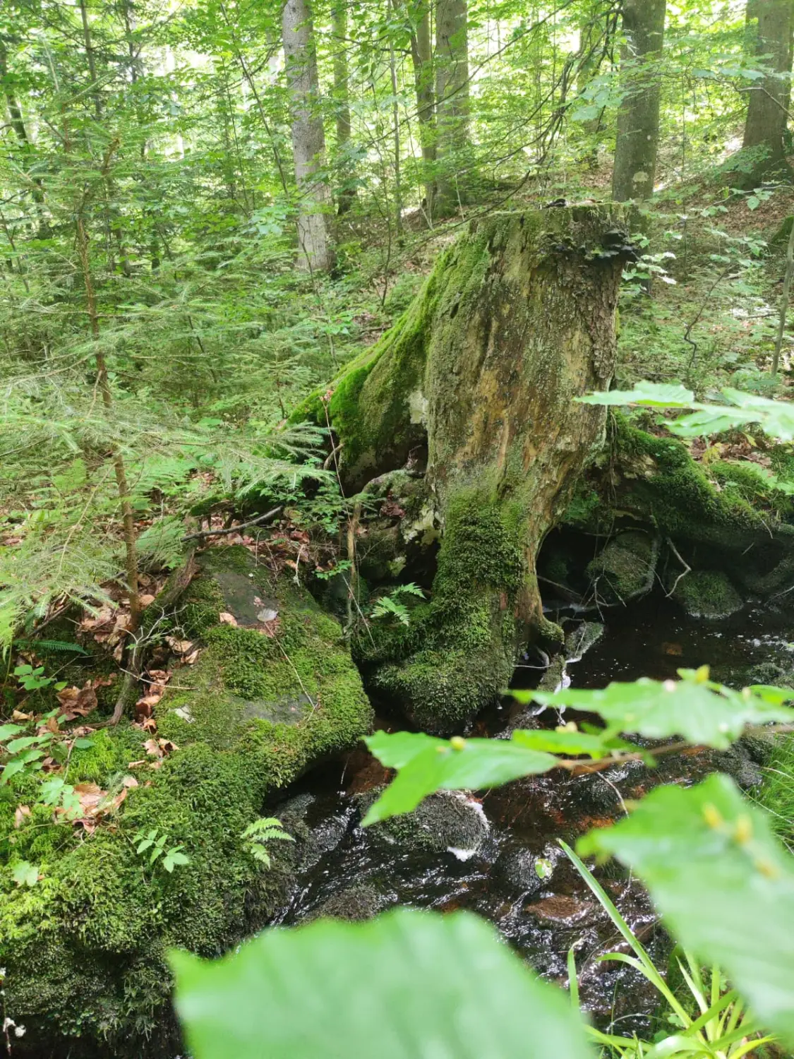 Waldbad Woidbein