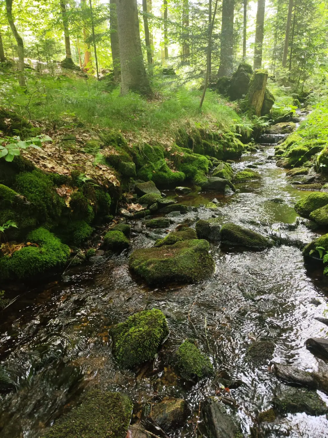 Achtsamkeit Woidbein