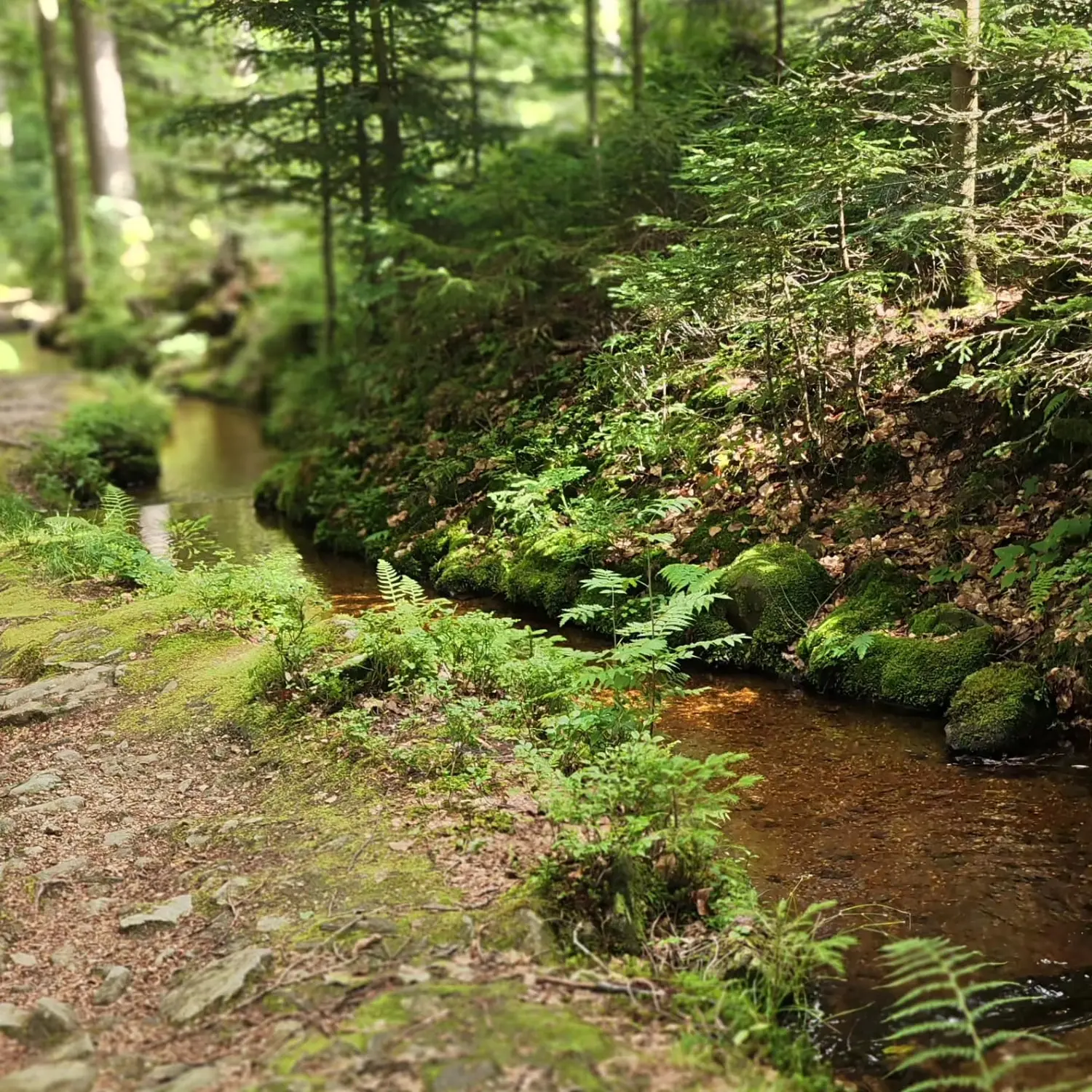 Waldbad Woidbein