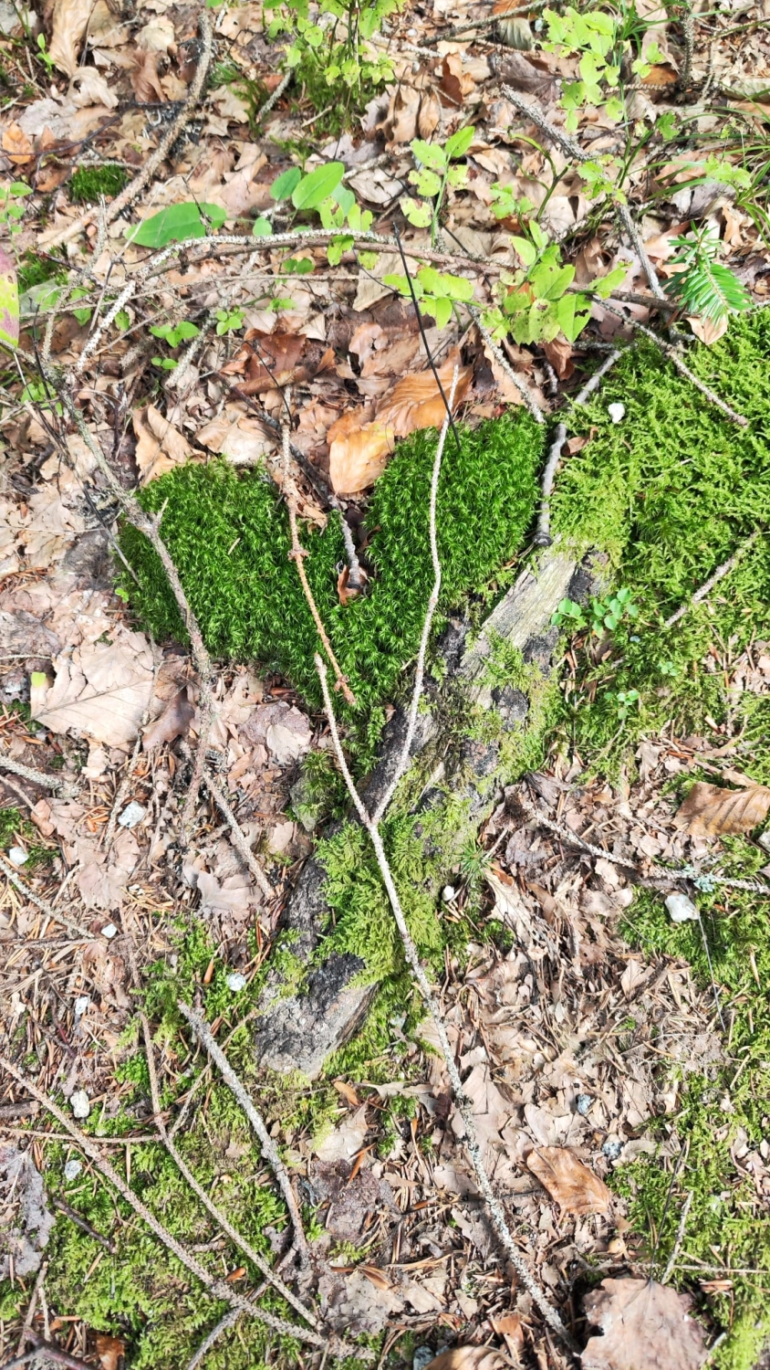 gefallene Blätter Woidbein