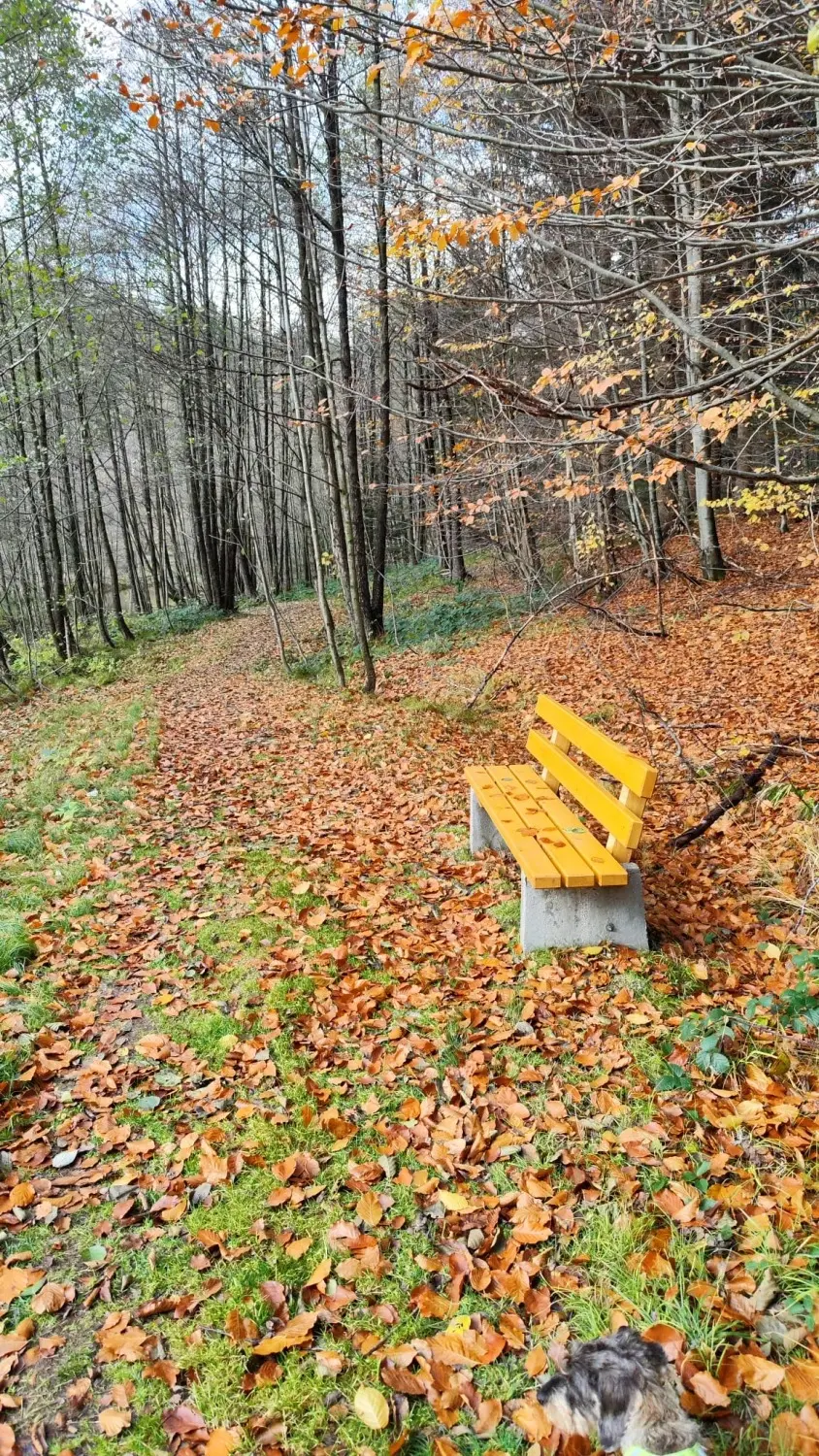 gefallene Blätter Woidbein