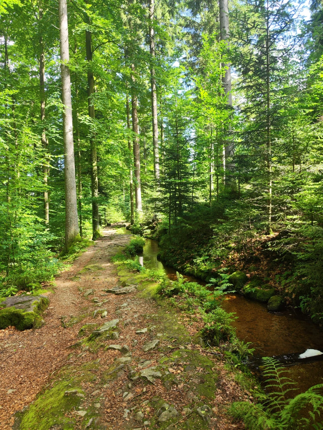 Waldbad Woidbein