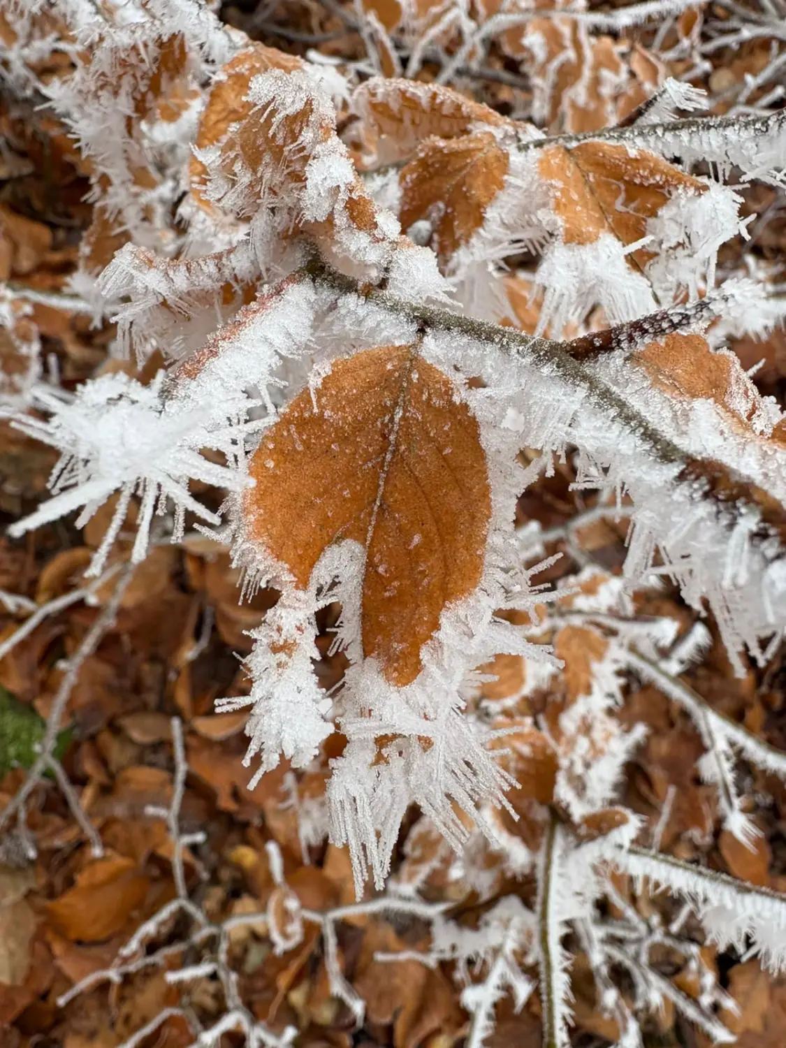 Blumen Woidbein