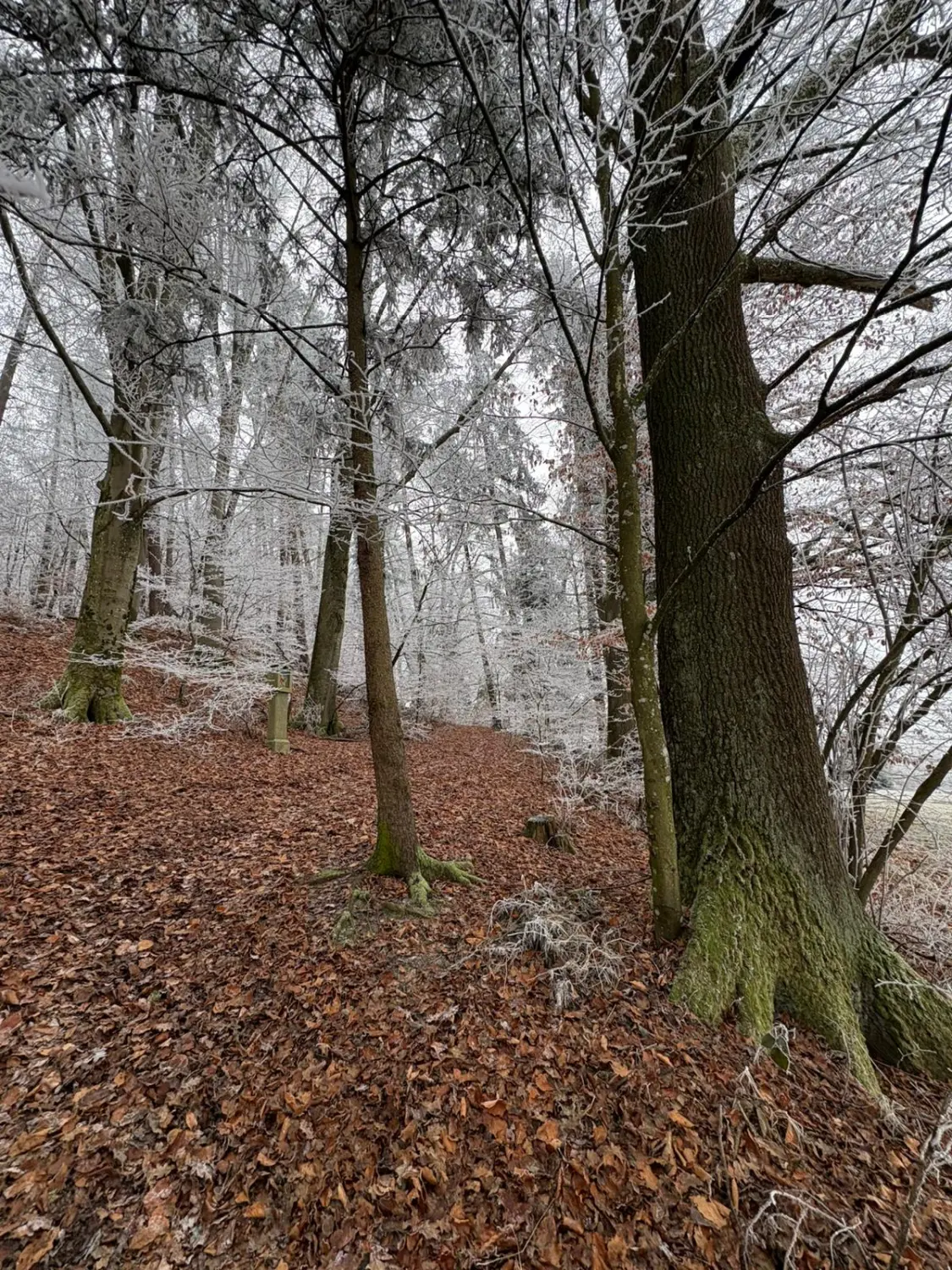 Blumen Woidbein