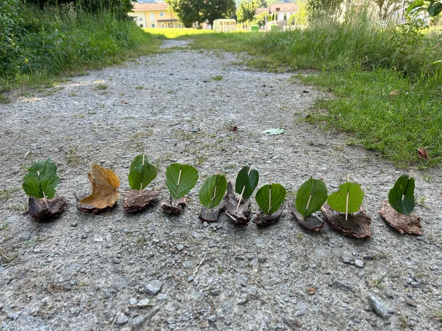 gefallene Blätter Woidbein
