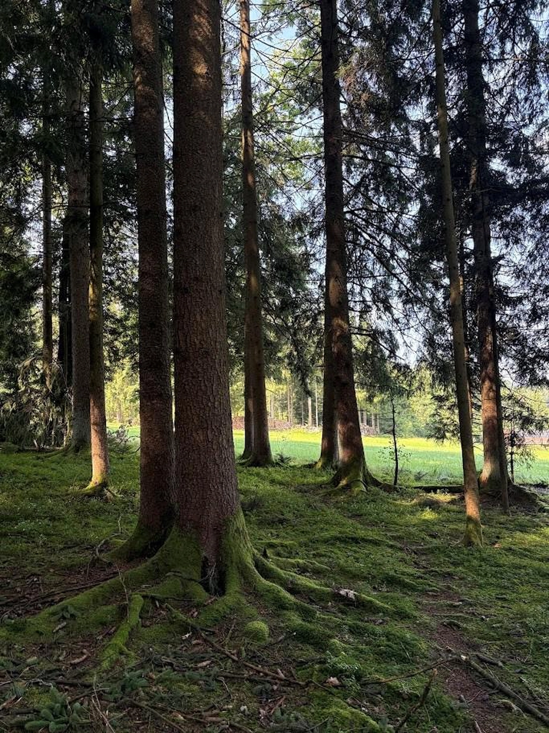gefallene Blätter Woidbein