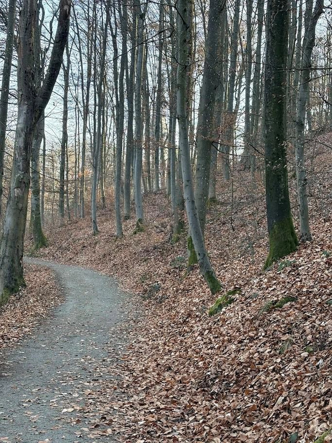 gefallene Blätter Woidbein