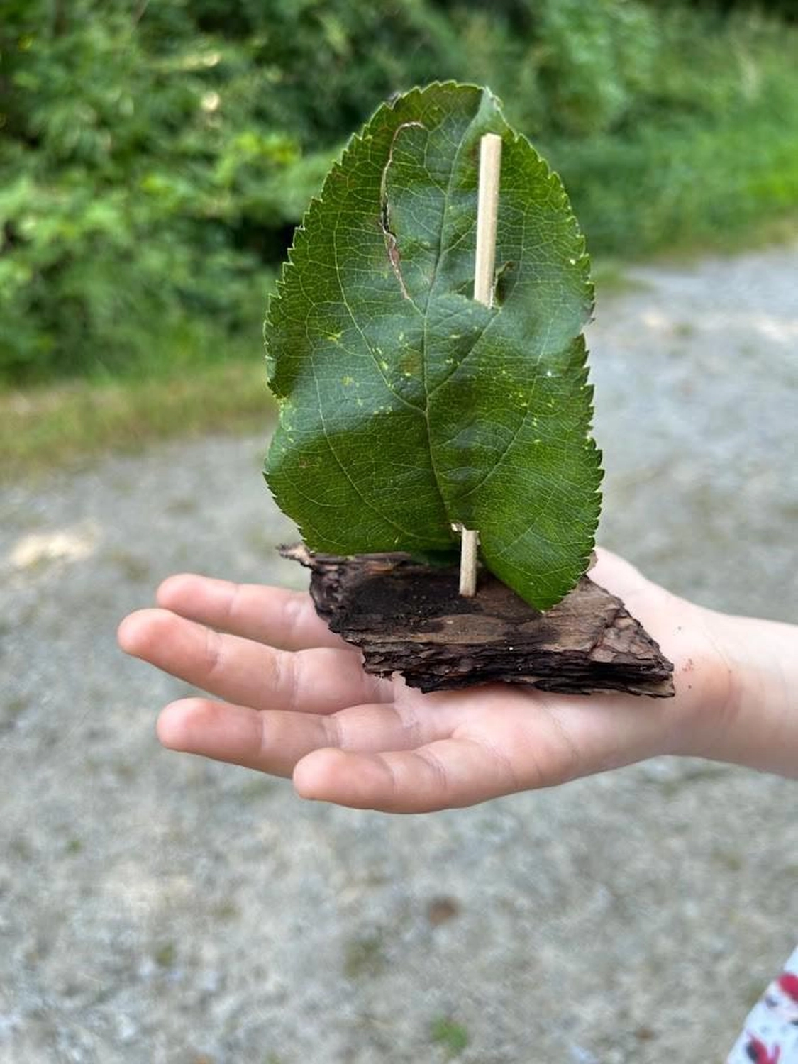 gefallene Blätter Woidbein