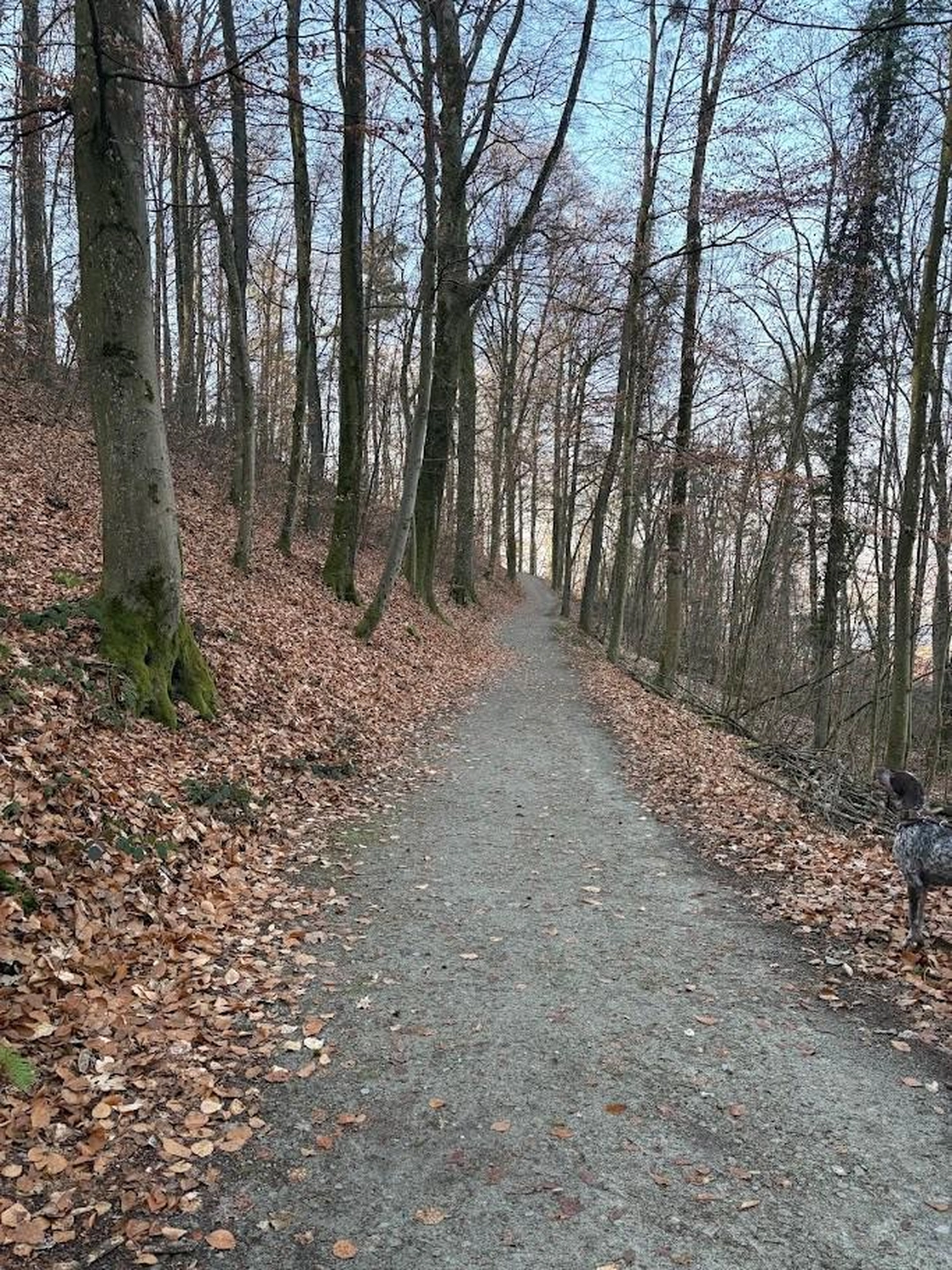 gefallene Blätter Woidbein
